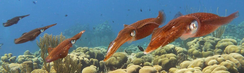 Boven een mooie koraalrif zweven 5 koperkleurige pijlinktvissen. Twee kijken naar de camera en 3 kijken van de camera weg. Ze hebben allemaal witte stippen op hun rug en hun ogen lijken wel van parelmoer. Er zweven wat gorgonen en visjes op de achtergrond.