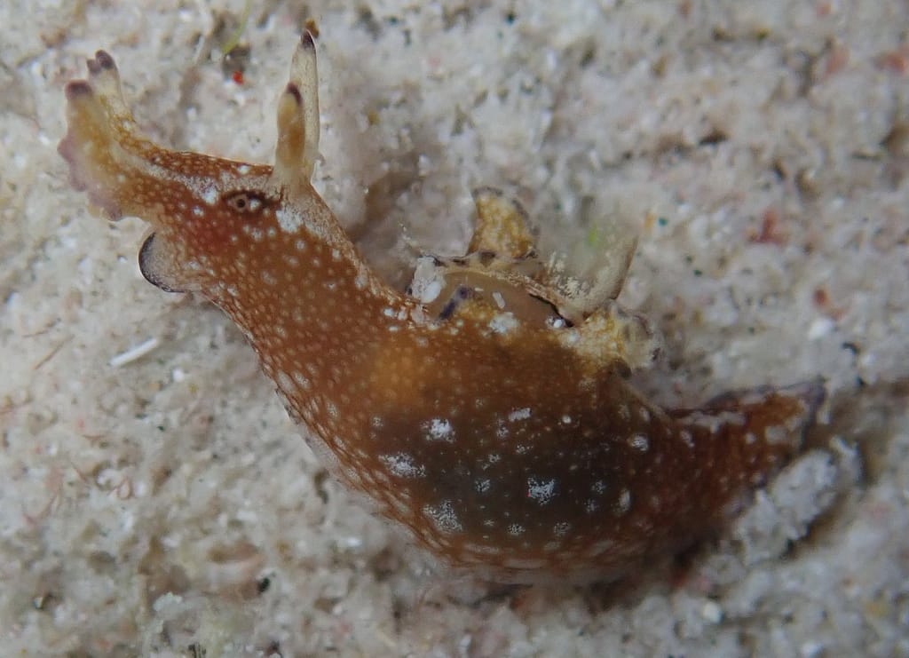 Een kleine zeeslak in bruine tint met her en der een spotje blauw en veel witte stippen over het hele lijf. De ogen lijken met mascara omlijnt. Het heet een zeehaas omdat ze op hun hoofd 2 uitstulpingen hebben die op oren van een haas lijken. De neus bestaat uit opgerolde stukken en kunnen helemaal uitgerold worden. Ook op de rug zijn opgekrulde flappen die ze uit kunnen vouwen zodat ze kunnen zwemmen.